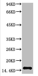 TTR Antibody