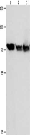 TRAP1 Antibody