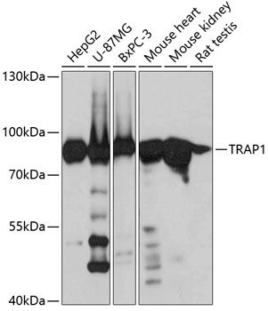 TRAP1 antibody