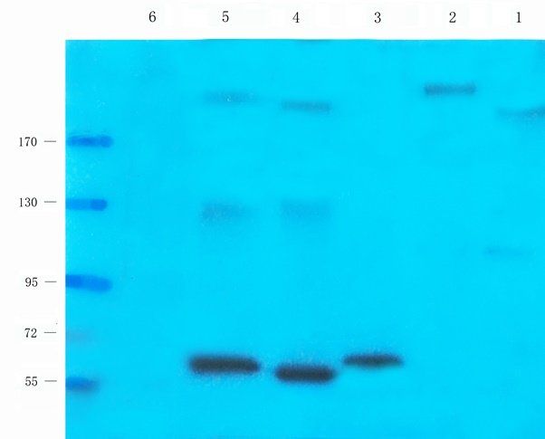 TRAPPC11 antibody