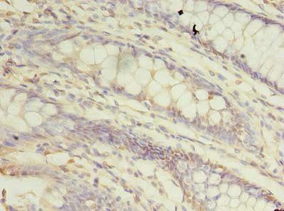 TRAPPC3 Antibody