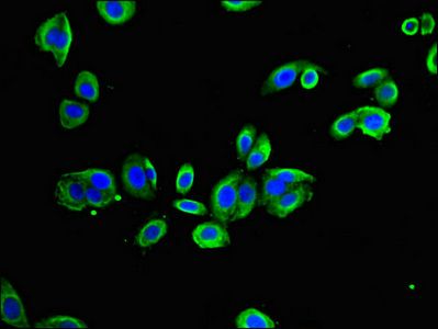 TRAPPC9 Antibody