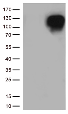 TFF3 Antibody
