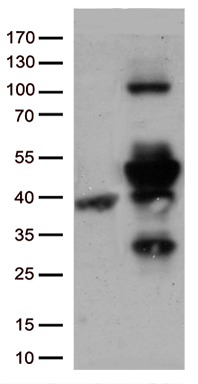 TFF3 Antibody