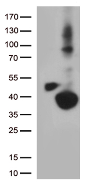 TFF3 Antibody