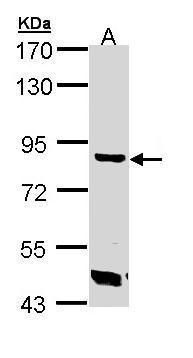 Trehalase antibody [N1N3]