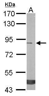 Trehalase antibody [N1N3]