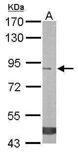 Trehalase antibody