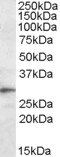 Goat anti-Trem2 (mouse) Antibody