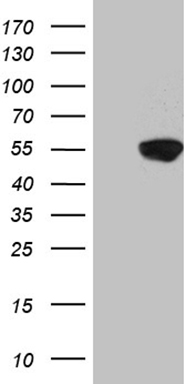 TRF1 Antibody