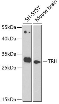 TRH antibody