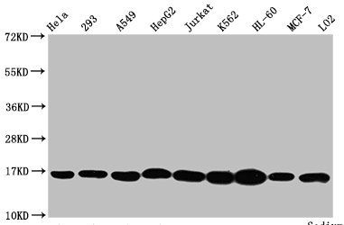 Tri-methyl-HIST1H3A (K4) antibody