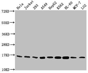 Tri-methyl-HIST1H3A (K4) antibody