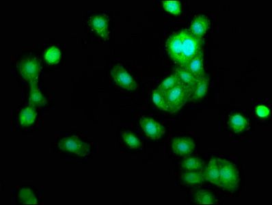 TRIB1 Antibody