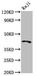 TRIB1 Antibody