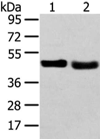 TRIB2 antibody