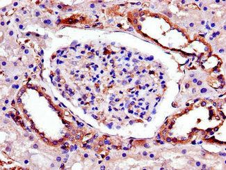 TRIB3 Antibody