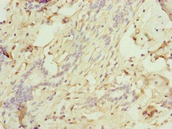 TRIM10 Antibody