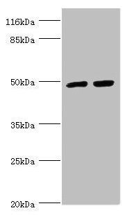 TRIM13 Antibody