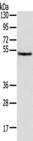 TRIM14 Antibody