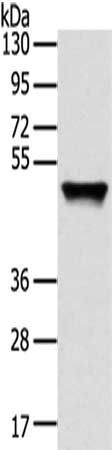 TRIM14 Antibody