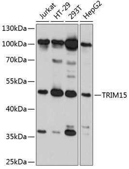 TRIM15 antibody