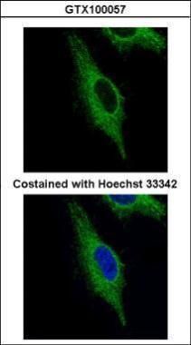 TRIM23 antibody [N1], N-term