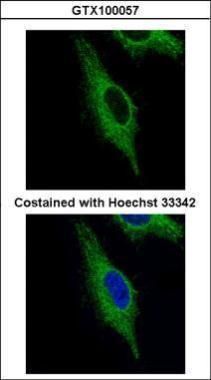 TRIM23 antibody