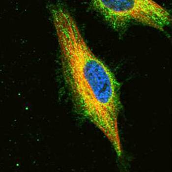 TRIM23 antibody