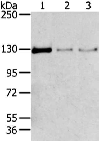 TRIM24 antibody