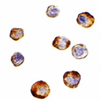 TRIM25 Antibody