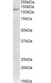 Goat anti-KAP1 / TRIM28 Antibody
