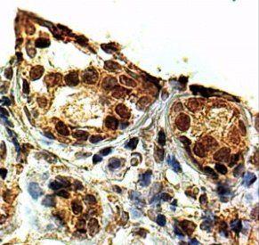 Goat anti-KAP1 / TRIM28 Antibody