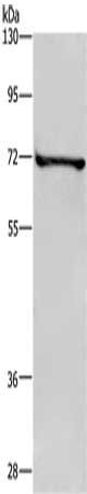 TRIM29 antibody