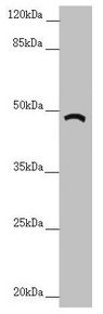 TRIM31 Antibody