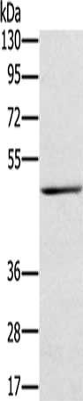TRIM31 Antibody