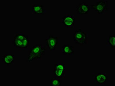TRIM33 Antibody