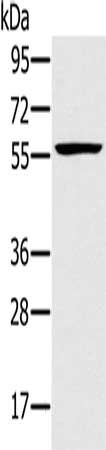 TRIM34 antibody