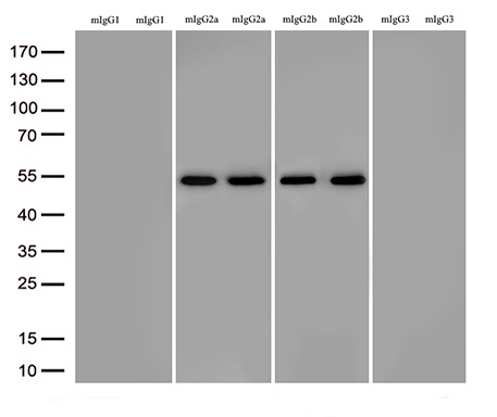 TRIM38 Antibody