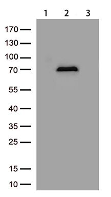 TRIM38 Antibody