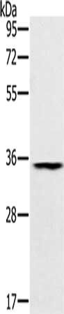 TRIM40 antibody