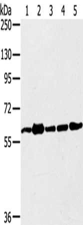 TRIM45 antibody
