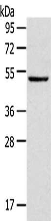 TRIM49 Antibody