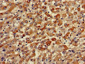 TRIM59 Antibody