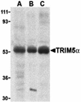 TRIM5 alpha Antibody