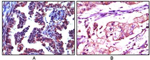 Trim5a Antibody