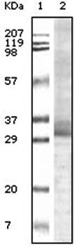 Trim5a Antibody