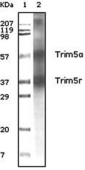 Trim5a Antibody
