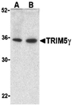 TRIM5 gamma Antibody