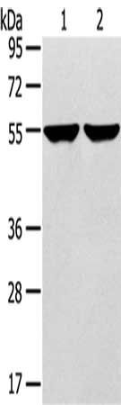 TRIM62 antibody